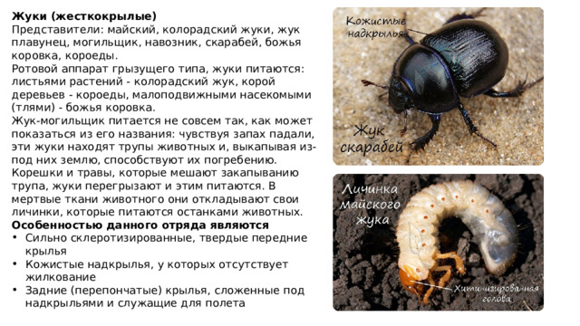 Жуки (жесткокрылые) Представители: майский, колорадский жуки, жук плавунец, могильщик, навозник, скарабей, божья коровка, короеды. Ротовой аппарат грызущего типа, жуки питаются: листьями растений - колорадский жук, корой деревьев - короеды, малоподвижными насекомыми (тлями) - божья коровка. Жук-могильщик питается не совсем так, как может показаться из его названия: чувствуя запах падали, эти жуки находят трупы животных и, выкапывая из-под них землю, способствуют их погребению. Корешки и травы, которые мешают закапыванию трупа, жуки перегрызают и этим питаются. В мертвые ткани животного они откладывают свои личинки, которые питаются останками животных. Особенностью данного отряда являются Сильно склеротизированные, твердые передние крылья Кожистые надкрылья, у которых отсутствует жилкование Задние (перепончатые) крылья, сложенные под надкрыльями и служащие для полета 