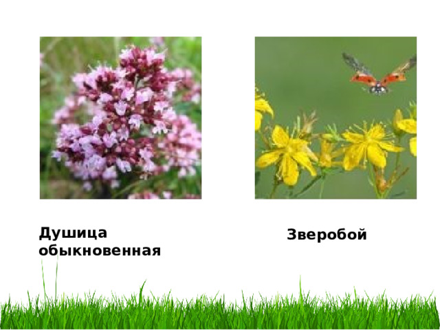 Душица обыкновенная Зверобой 