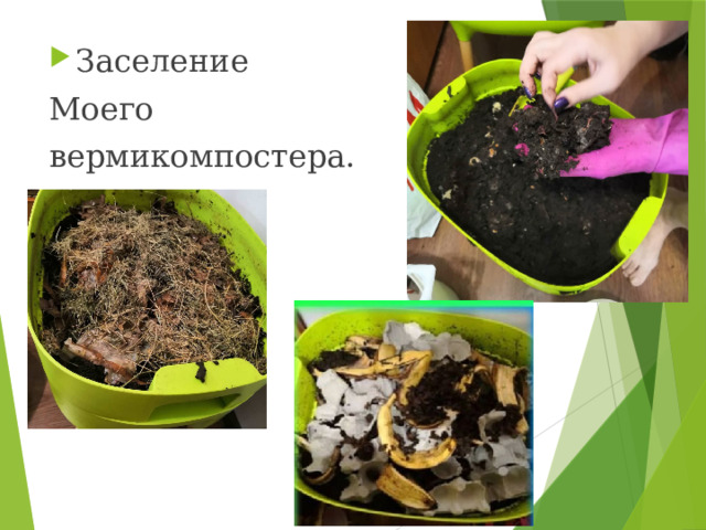 Заселение Моего вермикомпостера. 