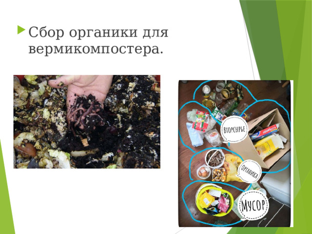Сбор органики для вермикомпостера. 