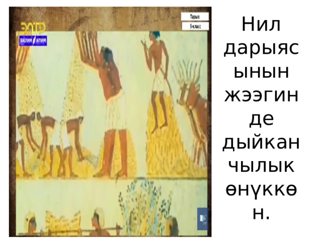 Нил дарыясынын жээгинде дыйканчылык өнүккөн. 