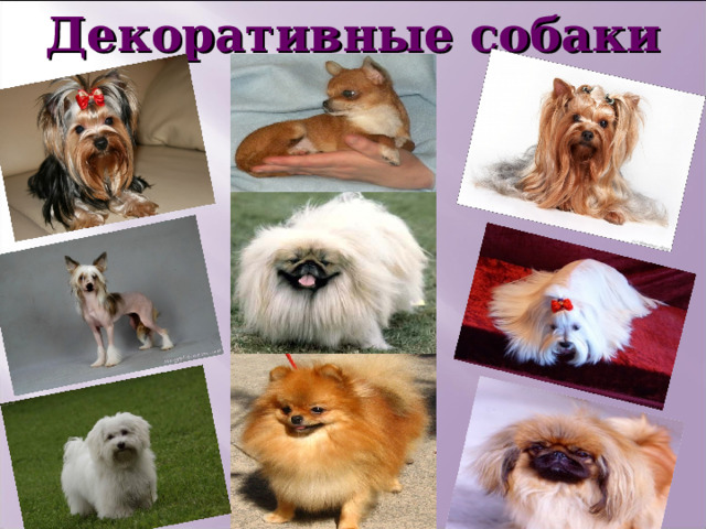 Декоративные собаки 