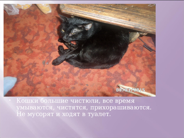 Кошки большие чистюли, все время умываются, чистятся, прихорашиваются. Не мусорят и ходят в туалет. 