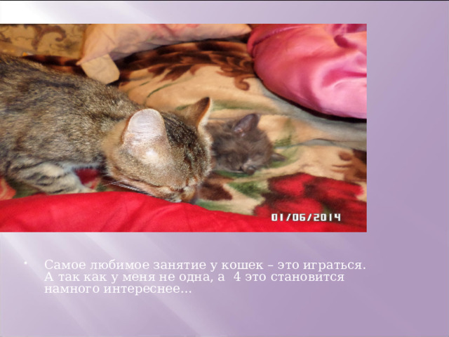 Самое любимое занятие у кошек – это играться. А так как у меня не одна, а 4 это становится намного интереснее… 