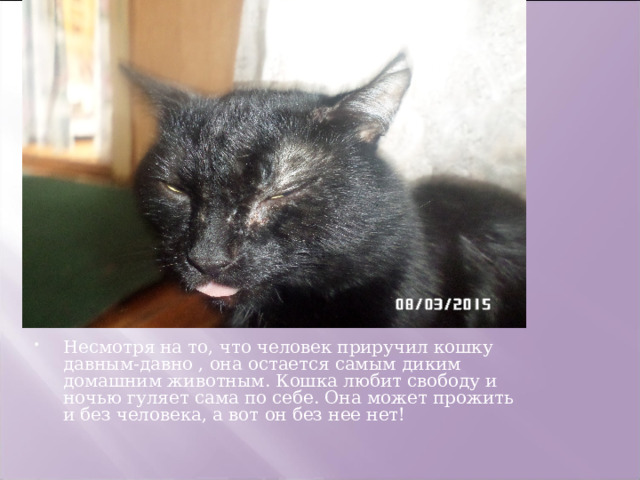 Несмотря на то, что человек приручил кошку давным-давно , она остается самым диким домашним животным. Кошка любит свободу и ночью гуляет сама по себе. Она может прожить и без человека, а вот он без нее нет! 
