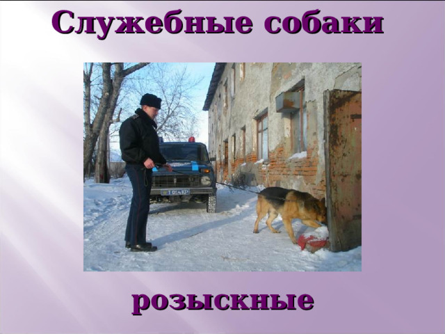 Служебные собаки       розыскные   