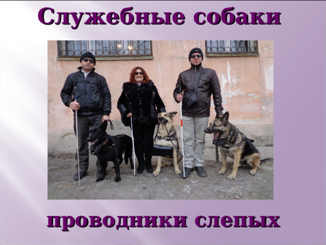 Служебные собаки       проводники слепых   