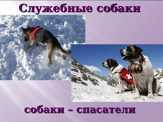 Служебные собаки       собаки – спасатели   