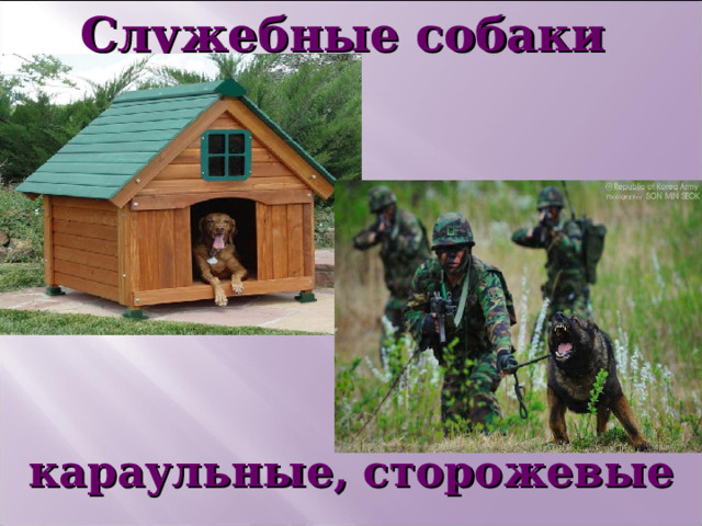 Служебные собаки       караульные, сторожевые   