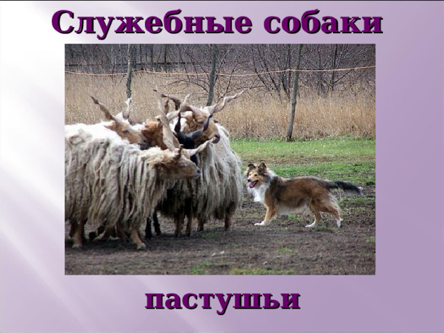 Служебные собаки       пастушьи   