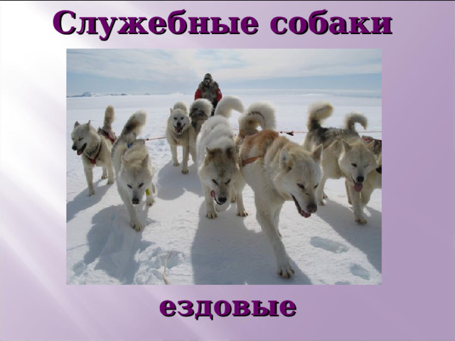 Служебные собаки       ездовые   