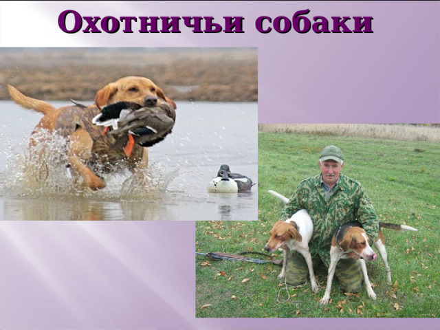 Охотничьи собаки 