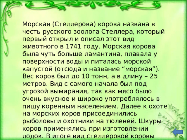 Морская (Cтеллерова) корова названа в честь русского зоолога Стеллера, который первый открыл и описал этот вид животного в 1741 году. Морская корова была чуть больше ламантина, плавала у поверхности воды и питалась морской капустой (отсюда и название “морская”). Вес коров был до 10 тонн, а в длину – 25 метров. Вид с самого начала был под угрозой вымирания, так как мясо было очень вкусное и широко употреблялось в пищу коренным населением. Далее к охоте на морских коров присоединились рыболовы и охотники на тюленей. Шкуры коров применялись при изготовлении лодок. В итоге вид стеллеровой коровы полностью исчез менее чем за 30 лет. 