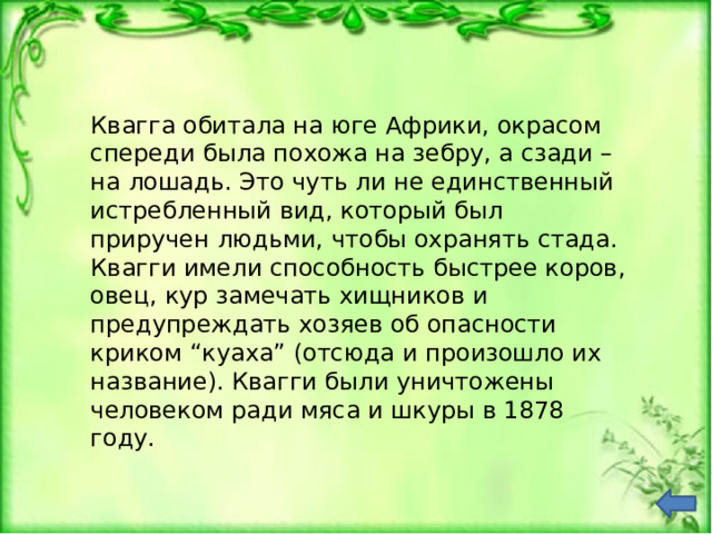 Квагга обитала на юге Африки, окрасом спереди была похожа на зебру, а сзади – на лошадь. Это чуть ли не единственный истребленный вид, который был приручен людьми, чтобы охранять стада. Квагги имели способность быстрее коров, овец, кур замечать хищников и предупреждать хозяев об опасности криком “куаха” (отсюда и произошло их название). Квагги были уничтожены человеком ради мяса и шкуры в 1878 году. 