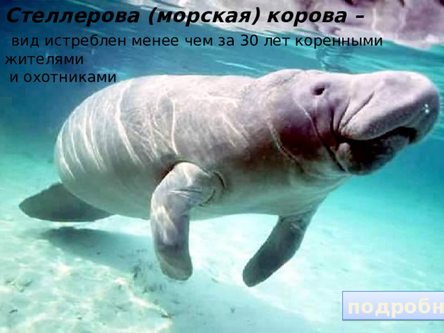 Стеллерова (морская) корова –  вид истреблен менее чем за 30 лет коренными жителями  и охотниками  В связи с этим многие государства начали принимать законодательные акты о запрете охоты на многие виды животных. В первую очередь это было связано с тем, что многие виды из-за человеческой ненасытности просто исчезали с лица Земли. подробнее 