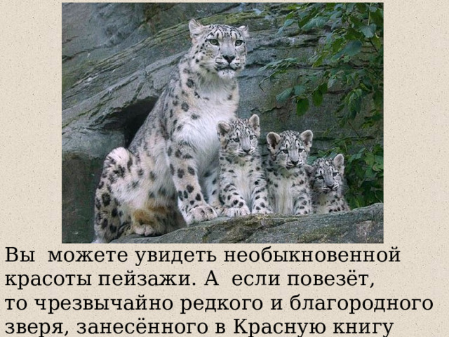 Вы  можете увидеть необыкновенной красоты пейзажи. А  если повезёт, то чрезвычайно редкого и благородного зверя, занесённого в Красную книгу России, — снежного барса. 