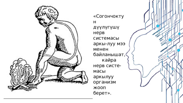 «Согончоктун дүүлүгүшү нерв системасы аркы-луу мээ менен байланышат, кайра нерв систе-масы аркылуу организм жооп берет». 