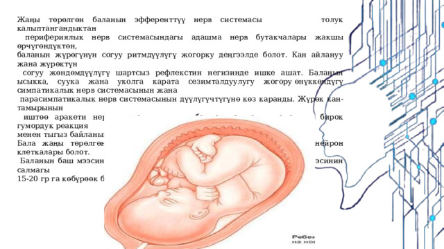 Жаңы төрөлгөн баланын эфференттүү нерв системасы толук калыптангандыктан  перифериялык нерв системасындагы адашма нерв бутакчалары жакшы өрчүгөндүктөн, баланын жүрөгүнүн согуу ритмдүүлүгү жогорку деңгээлде болот. Кан айлануу жана жүрөктүн  согуу жөндөмдүүлүгү шартсыз рефлекстин негизинде ишке ашат. Баланын ысыкка, суука жана уколга карата сезимталдуулугу жогору өнүккөндүгү симпатикалык нерв системасынын жана  парасимпатикалык нерв системасынын дүүлүгүчтүгүнө көз каранды. Жүрөк кан-тамырынын  иштөө аракети нервдик регуляциянын башкаруусунда ишке ашып, бирок гумордук реакция менен тыгыз байланышта болот. Бала жаңы төрөлгөндө эле баш мээсинде 20 миллиард дан ашык нейрон клеткалары болот.  Баланын баш мээсинин салмагы 340-400 гр болот(эркек баланын баш мээсинин салмагы 15-20 гр га көбүрөөк болот). 