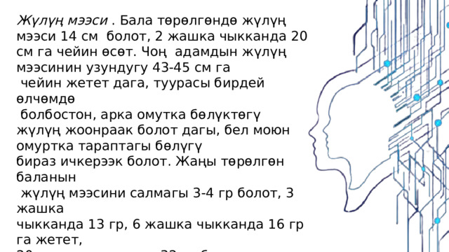Жүлүң мээси  . Бала төрөлгөндө жүлүң мээси 14 см болот, 2 жашка чыкканда 20 см га чейин өсөт. Чоң адамдын жүлүң мээсинин узундугу 43-45 см га  чейин жетет дага, туурасы бирдей өлчөмдө  болбостон, арка омутка бөлүктөгү жүлүң жоонраак болот дагы, бел моюн омуртка тараптагы бөлүгү бираз ичкерээк болот. Жаңы төрөлгөн баланын  жүлүң мээсини салмагы 3-4 гр болот, 3 жашка чыкканда 13 гр, 6 жашка чыкканда 16 гр га жетет, 20 жашка чыкканда 32 гр болот. Салыштырмалуу жүлүң мээдеги боз затка караганда ак зат тезирээк өсөт 