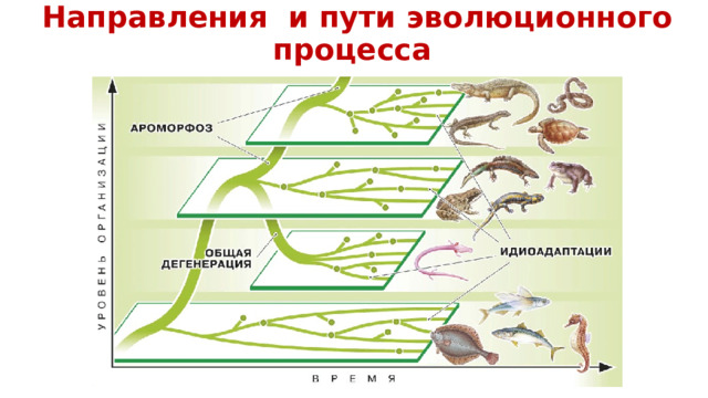 Направления и пути эволюционного процесса 