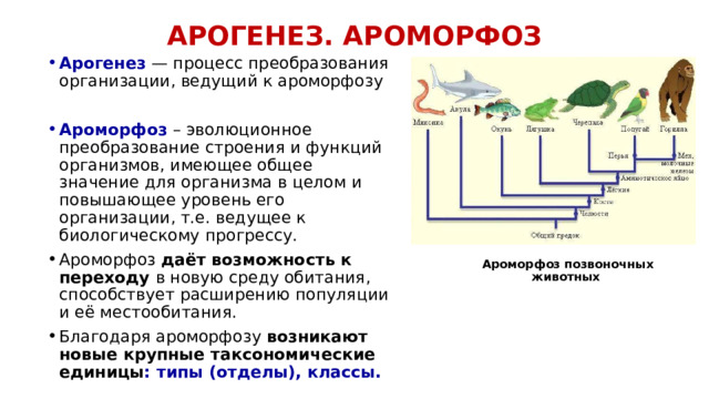 АРОГЕНЕЗ. АРОМОРФОЗ Арогенез — процесс преобразования организации, ведущий к ароморфозу Ароморфоз – эволюционное преобразование строения и функций организмов, имеющее общее значение для организма в целом и повышающее уровень его организации, т.е. ведущее к биологическому прогрессу. Ароморфоз даёт возможность к переходу в новую среду обитания, способствует расширению популяции и её местообитания. Благодаря ароморфозу возникают новые крупные таксономические единицы : типы (отделы), классы. Ароморфоз позвоночных животных 