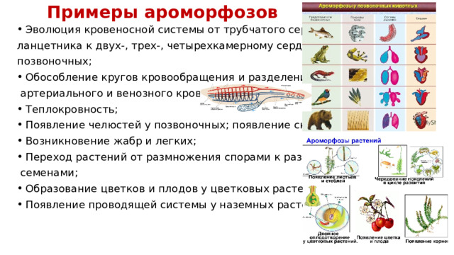 Примеры ароморфозов Эволюция кровеносной системы от трубчатого сердца у ланцетника к двух-, трех-, четырехкамерному сердцу у позвоночных; Обособление кругов кровообращения и разделение  артериального и венозного кровотоков; Теплокровность; Появление челюстей у позвоночных; появление скелета; Возникновение жабр и легких; Переход растений от размножения спорами к размножению  семенами; Образование цветков и плодов у цветковых растений; Появление проводящей системы у наземных растений 