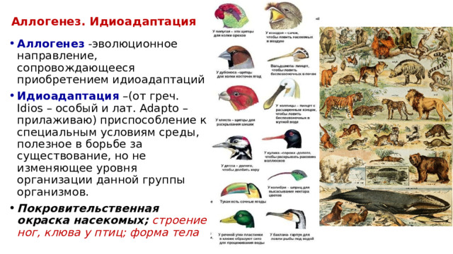 Аллогенез. Идиоадаптация Аллогенез  -эволюционное направление, сопровождающееся приобретением идиоадаптаций Идиоадаптация  –(от греч. Idios – особый и лат. Adapto –прилаживаю) приспособление к специальным условиям среды, полезное в борьбе за существование, но не изменяющее уровня организации данной группы организмов. Покровительственная окраска насекомых; строение ног, клюва у птиц; форма тела 