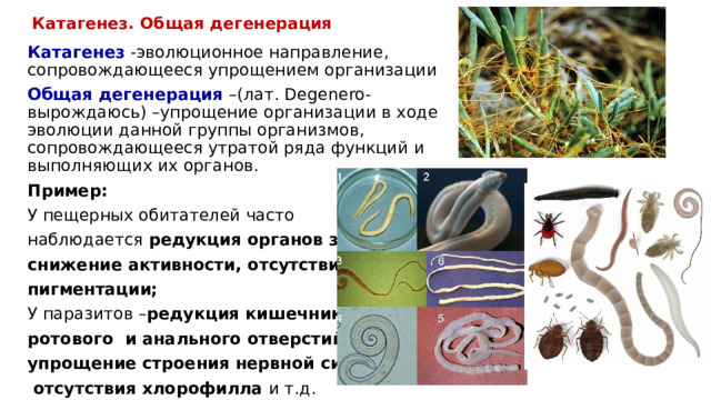 Катагенез. Общая дегенерация Катагенез  -эволюционное направление, сопровождающееся упрощением организации Общая дегенерация –(лат. Degenero-вырождаюсь) –упрощение организации в ходе эволюции данной группы организмов, сопровождающееся утратой ряда функций и выполняющих их органов. Пример: У пещерных обитателей часто наблюдается редукция органов зрения, снижение активности, отсутствие пигментации; У паразитов – редукция кишечника, ротового и анального отверстий, упрощение строения нервной системы,  отсутствия хлорофилла и т.д. 