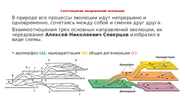  Соотношение направлений эволюции   В природе все процессы эволюции идут непрерывно и одновременно, сочетаясь между собой и сменяя друг друга. Взаимоотношения трех основных направлений эволюции, их чередование Алексей Николаевич Северцов изобразил в виде схемы. ароморфоз (a), идиоадаптация (b) общая дегенерация (r). 