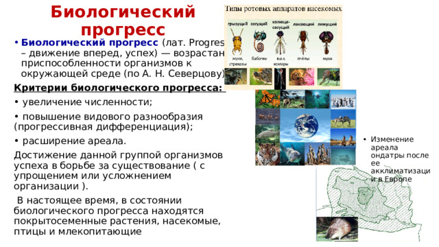 Биологический прогресс Биологический прогресс (лат. Progressus – движение вперед, успех) — возрастание приспособленности организмов к окружающей среде (по А. Н. Северцову). Критерии биологического прогресса: • увеличение численности; • повышение видового разнообразия (прогрессивная дифференциация); • расширение ареала. Достижение данной группой организмов успеха в борьбе за существование ( с упрощением или усложнением организации ).  В настоящее время, в состоянии биологического прогресса находятся покрытосеменные растения, насекомые, птицы и млекопитающие Изменение ареала ондатры после ее акклиматизации в Европе 