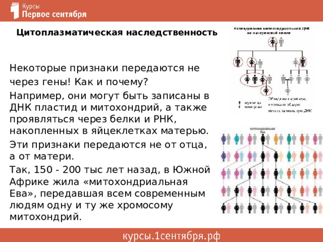 Цитоплазматическая наследственность Некоторые признаки передаются не через гены! Как и почему? Например, они могут быть записаны в ДНК пластид и митохондрий, а также проявляться через белки и РНК, накопленных в яйцеклетках матерью. Эти признаки передаются не от отца, а от матери. Так, 150 - 200 тыс лет назад, в Южной Африке жила «митохондриальная Ева», передавшая всем современным людям одну и ту же хромосому митохондрий. 