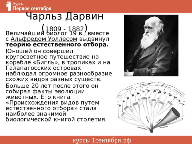 Чарльз Дарвин ( 1809 - 1882 ) Величайший биолог 19 в., вместе с Альфредом Уоллесом выдвинул теорию естественного отбора. Юношей он совершил кругосветное путешествие на корабле «Бигль», в тропиках и на Галапагосских островах наблюдал огромное разнообразие схожих видов разных существ. Больше 20 лет после этого он собирал факты эволюции животных. Его книга «Происхождения видов путем естественного отбора» стала наиболее значимой биологической книгой столетия. 