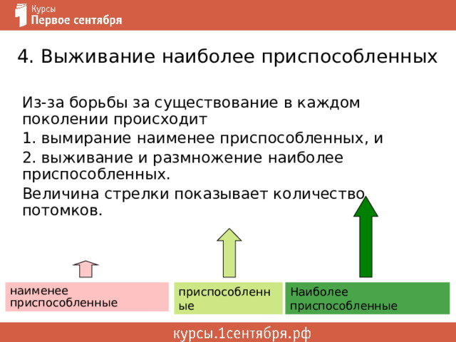 4. Выживание наиболее приспособленных Из-за борьбы за существование в каждом поколении происходит 1. вымирание наименее приспособленных, и 2. выживание и размножение наиболее приспособленных. Величина стрелки показывает количество потомков. Наиболее приспособленные приспособленные наименее приспособленные 
