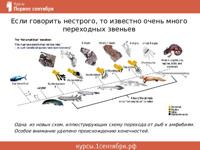 Если говорить нестрого, то известно очень много переходных звеньев Одна из новых схем, иллюстрирующих схему перехода от рыб к амфибиям. Особое внимание уделено происхождению конечностей. 