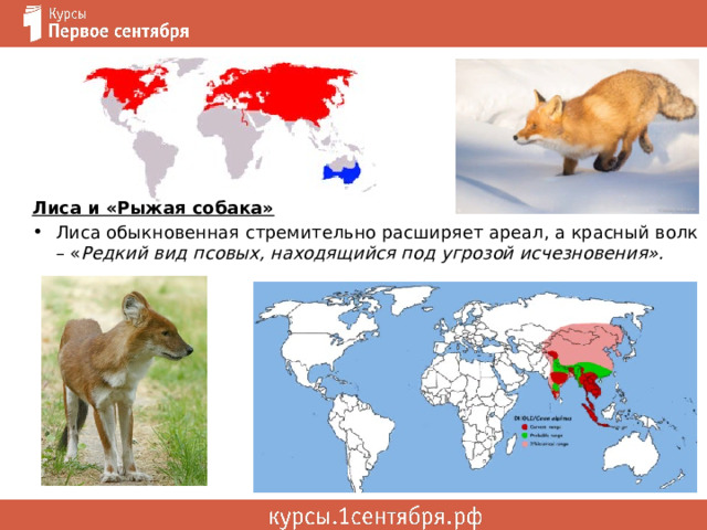   Лиса и «Рыжая собака» Лиса обыкновенная стремительно расширяет ареал, а красный волк – « Редкий вид псовых, находящийся под угрозой исчезновения». 