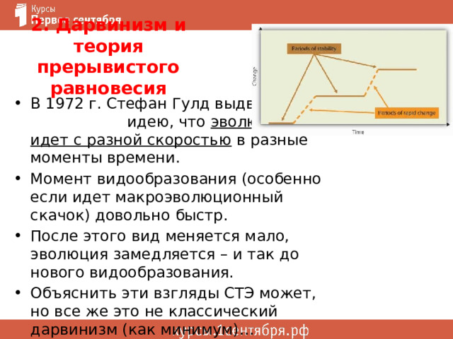 2. Дарвинизм и теория прерывистого равновесия В 1972 г. Стефан Гулд выдвинул идею, что эволюция идет с разной скоростью в разные моменты времени. Момент видообразования (особенно если идет макроэволюционный скачок) довольно быстр. После этого вид меняется мало, эволюция замедляется – и так до нового видообразования. Объяснить эти взгляды СТЭ может, но все же это не классический дарвинизм (как минимум)… 