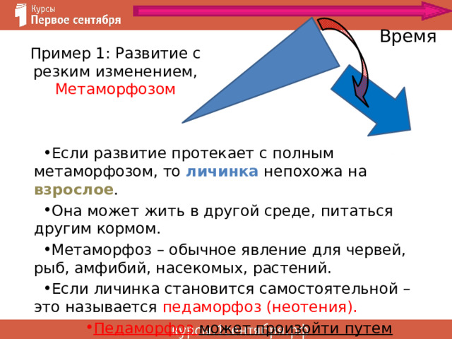Время Пример 1: Развитие с резким изменением, Метаморфозом Если развитие протекает с полным метаморфозом, то личинка непохожа на взрослое . Она может жить в другой среде, питаться другим кормом. Метаморфоз – обычное явление для червей, рыб, амфибий, насекомых, растений. Если личинка становится самостоятельной – это называется педаморфоз (неотения). Педаморфоз может произойти путем макромутации! 