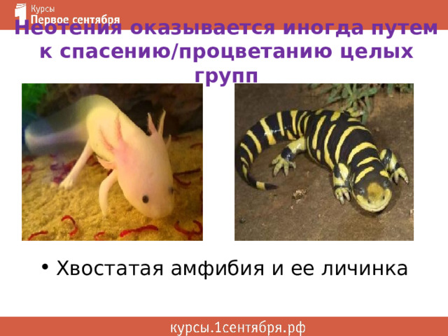 Неотения оказывается иногда путем к спасению/процветанию целых групп Хвостатая амфибия и ее личинка 