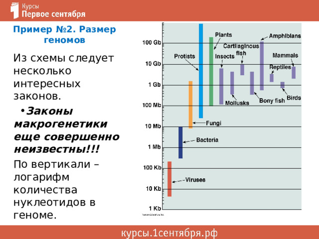 Пример №2. Размер геномов Из схемы следует несколько интересных законов. Законы макрогенетики еще совершенно неизвестны!!! По вертикали – логарифм количества нуклеотидов в геноме. 