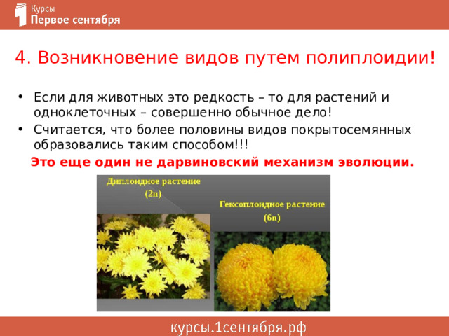 4. Возникновение видов путем полиплоидии! Если для животных это редкость – то для растений и одноклеточных – совершенно обычное дело! Считается, что более половины видов покрытосемянных образовались таким способом!!! Это еще один не дарвиновский механизм эволюции. 