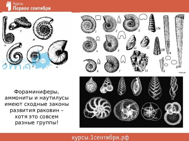 Фораминиферы, аммониты и наутилусы имеют сходные законы развития раковин – хотя это совсем разные группы! 
