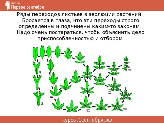 Ряды переходов листьев в эволюции растений.  Бросается в глаза, что эти переходы строго определенны и подчинены каким-то законам.  Надо очень постараться, чтобы объяснить дело приспособленностью и отбором  