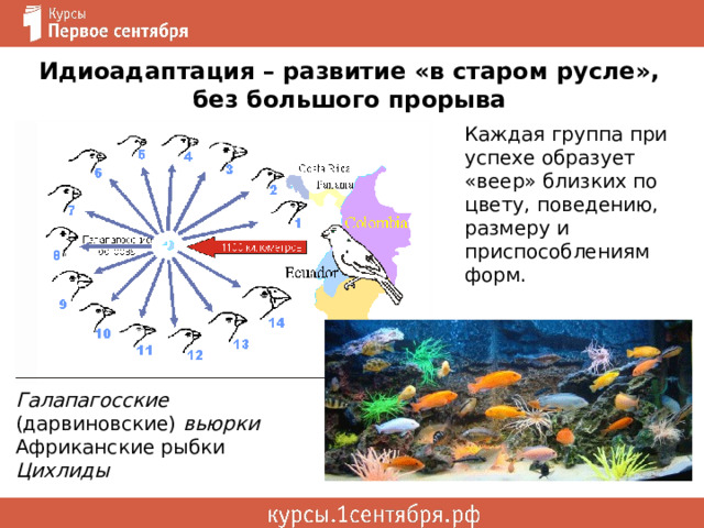 Идиоадаптация – развитие «в старом русле», без большого прорыва Каждая группа при успехе образует «веер» близких по цвету, поведению, размеру и приспособлениям форм. Галапагосские (дарвиновские) вьюрки Африканские рыбки Цихлиды 