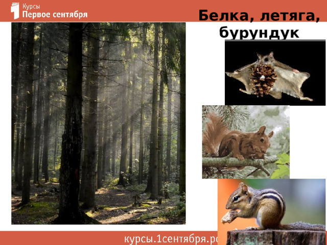 Белка, летяга, бурундук 