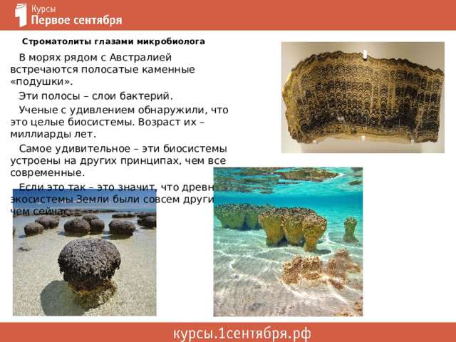 Строматолиты глазами микробиолога В морях рядом с Австралией встречаются полосатые каменные «подушки». Эти полосы – слои бактерий. Ученые с удивлением обнаружили, что это целые биосистемы. Возраст их – миллиарды лет. Самое удивительное – эти биосистемы устроены на других принципах, чем все современные. Если это так – это значит, что древние экосистемы Земли были совсем другими, чем сейчас. 