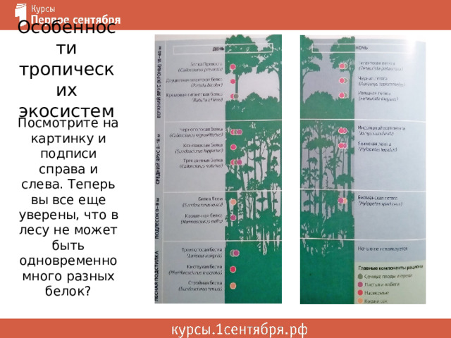Особенности тропических экосистем Посмотрите на картинку и подписи справа и слева. Теперь вы все еще уверены, что в лесу не может быть одновременно много разных белок? 