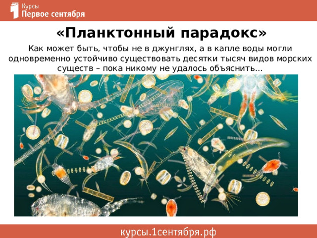 «Планктонный парадокс» Как может быть, чтобы не в джунглях, а в капле воды могли одновременно устойчиво существовать десятки тысяч видов морских существ – пока никому не удалось объяснить… 