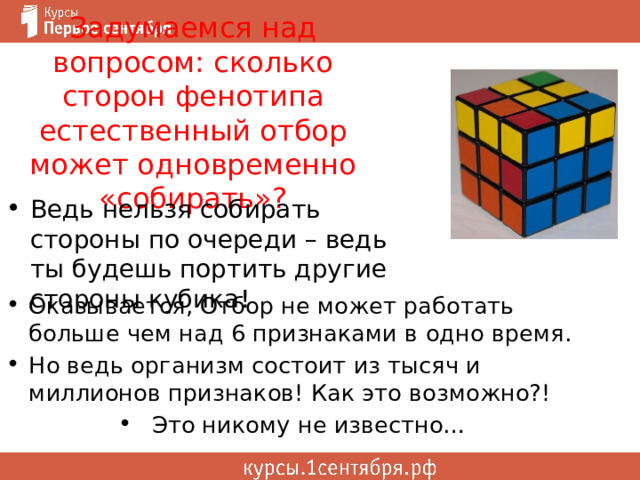 Задумаемся над вопросом: сколько сторон фенотипа естественный отбор может одновременно «собирать»? Ведь нельзя собирать стороны по очереди – ведь ты будешь портить другие стороны кубика! Оказывается, Отбор не может работать больше чем над 6 признаками в одно время. Но ведь организм состоит из тысяч и миллионов признаков! Как это возможно?! Это никому не известно… 