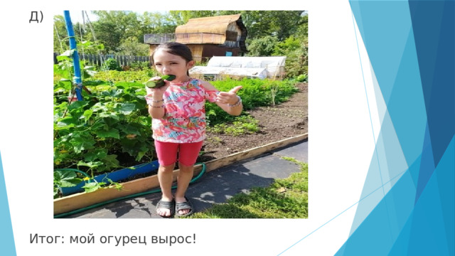Д) Итог: мой огурец вырос! 