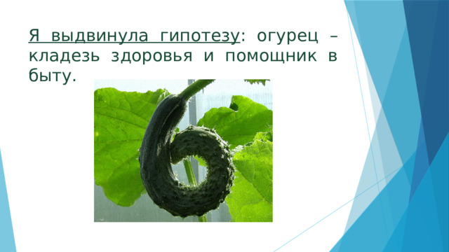 Я выдвинула гипотезу : огурец – кладезь здоровья и помощник в быту. 